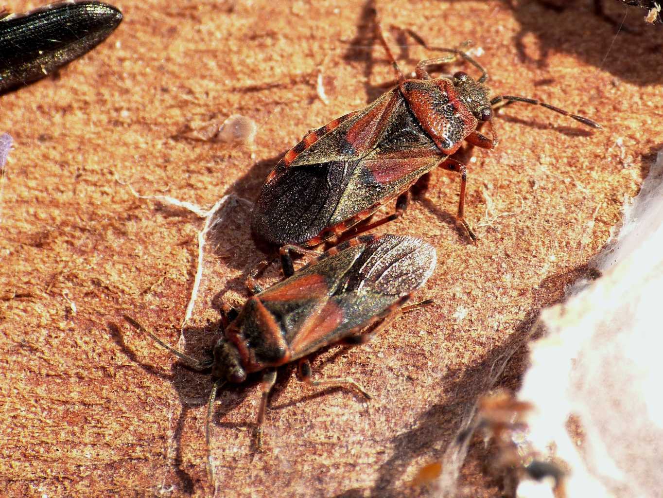 Lygaeidae:Arocatus melanocephalus - Torrimpietra (RM)